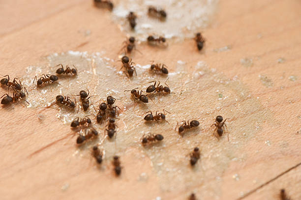Best Pest Control Treatment  in Pierce, NE